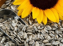 ANMOLD DRY FRUITS : Wholesale Dry Fruits Dealers,Cashew Nuts Wholesale And Manufacturers,Dry Fruit Gift Boxes,Dehydrated Fruits,Cashew Flavour Masala Wholesale And Manufacturers,Walnuts Wholesale Dealer,Almonds Wholesale Dealers,Dry Fruits Wholesale And Retail,Nuts And Spices,Homemade Chocolates