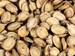 ANMOLD DRY FRUITS : Wholesale Dry Fruits Dealers,Cashew Nuts Wholesale And Manufacturers,Dry Fruit Gift Boxes,Dehydrated Fruits,Cashew Flavour Masala Wholesale And Manufacturers,Walnuts Wholesale Dealer,Almonds Wholesale Dealers,Dry Fruits Wholesale And Retail,Nuts And Spices,Homemade Chocolates